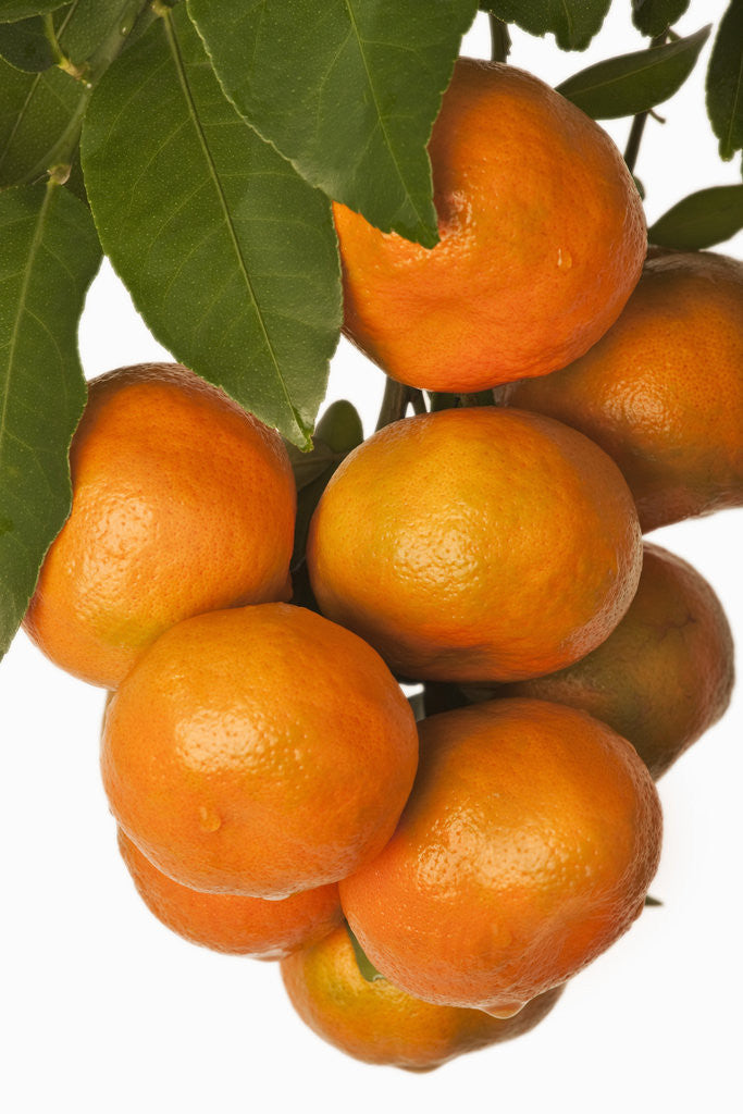 Detail of Mandarin oranges hanging from tree by Anonymous