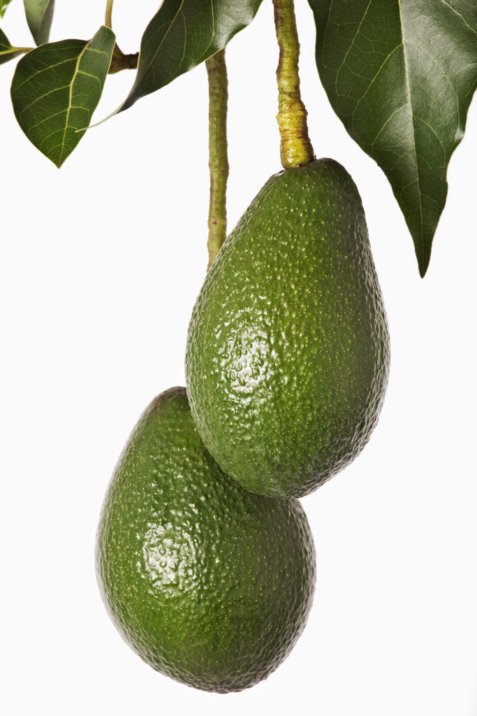 Detail of Avocados hanging from tree by Anonymous