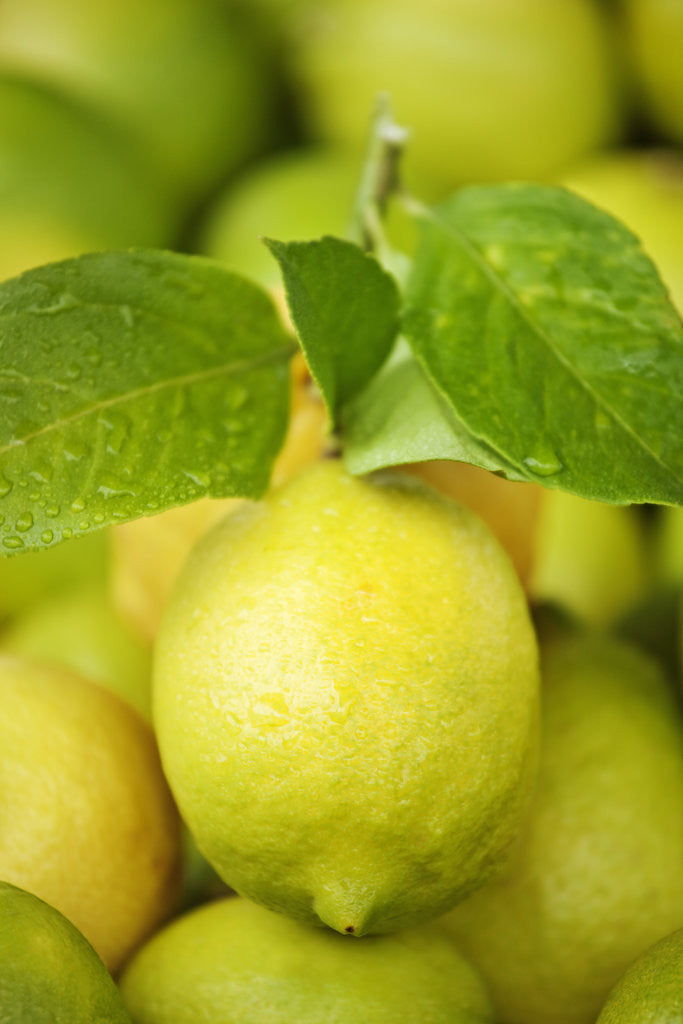Detail of Fresh lemons by Corbis