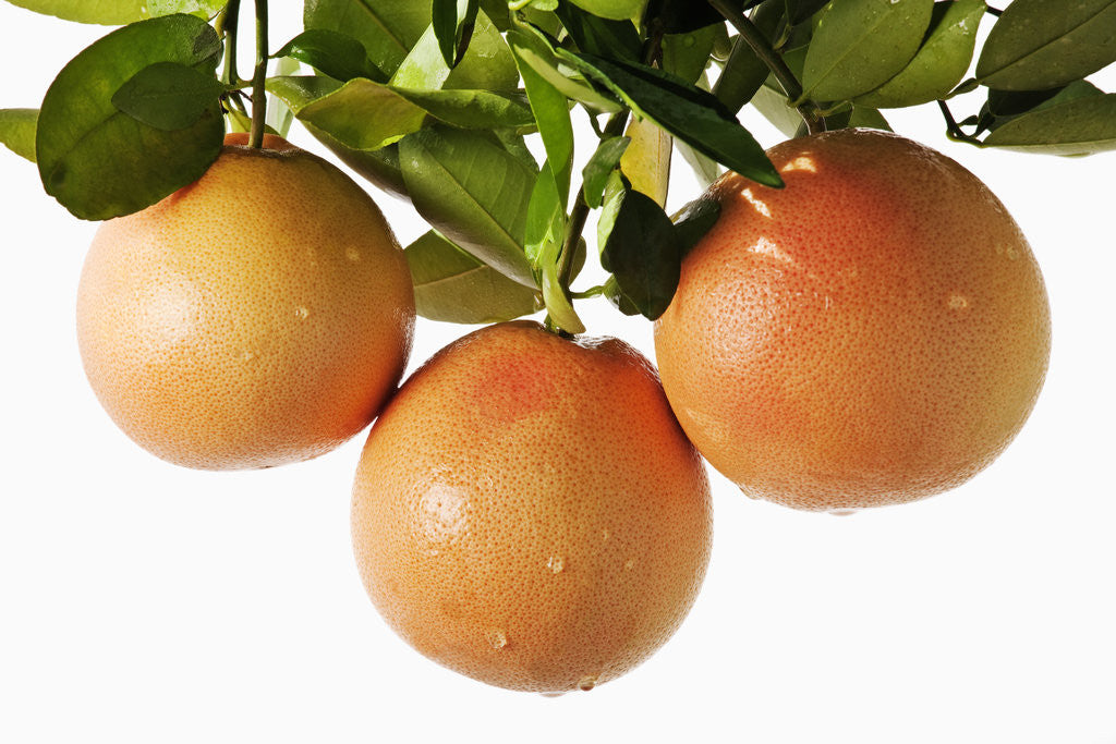 Detail of Pink grapefruit hanging from tree by Corbis