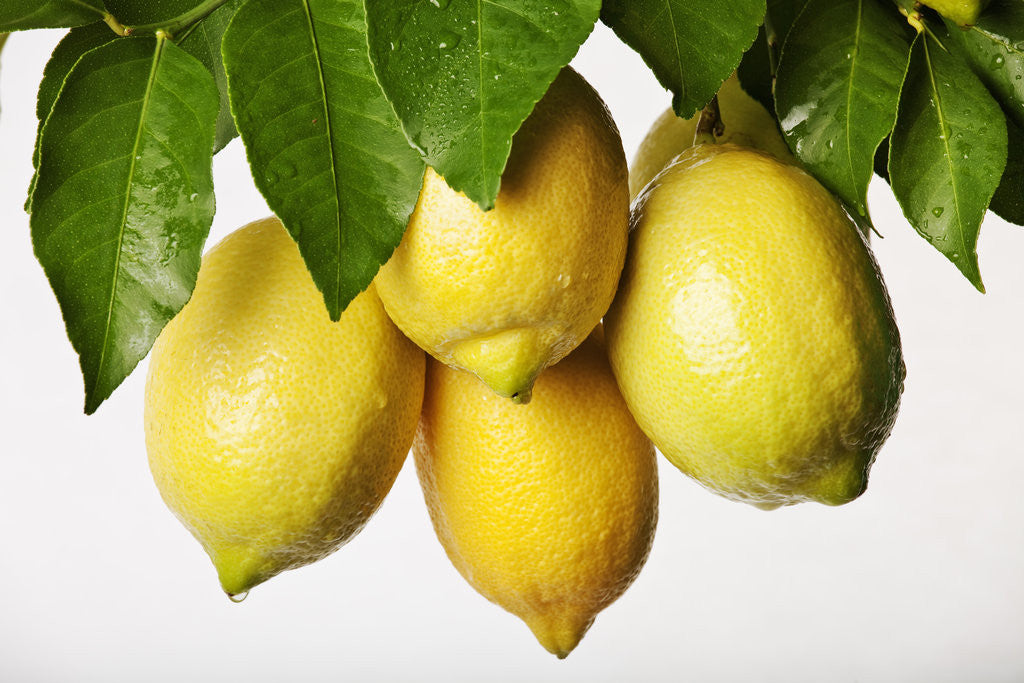 Detail of Lemons hanging from tree by Anonymous