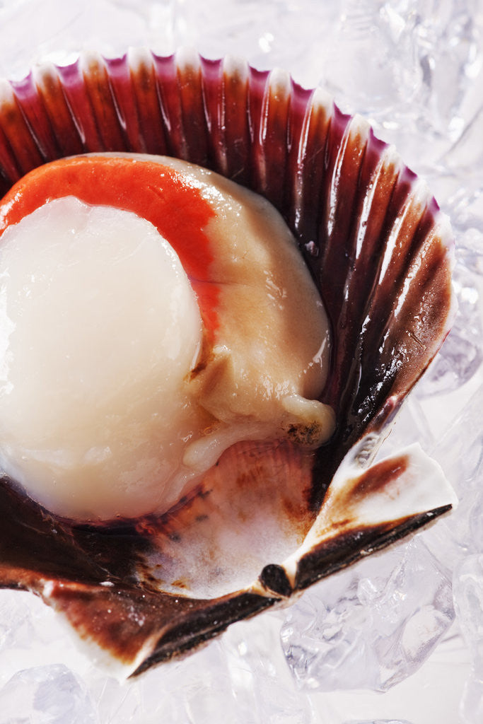 Detail of Fresh scallop in shell on ice by Anonymous