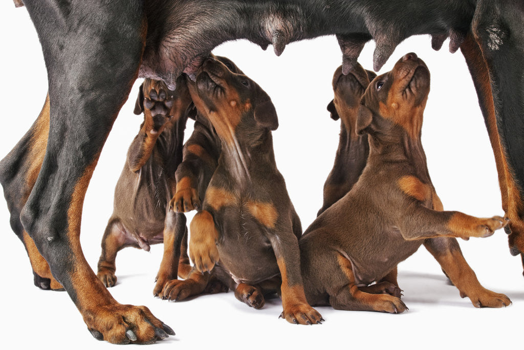 Detail of Doberman Pincher puppies suckling by Anonymous