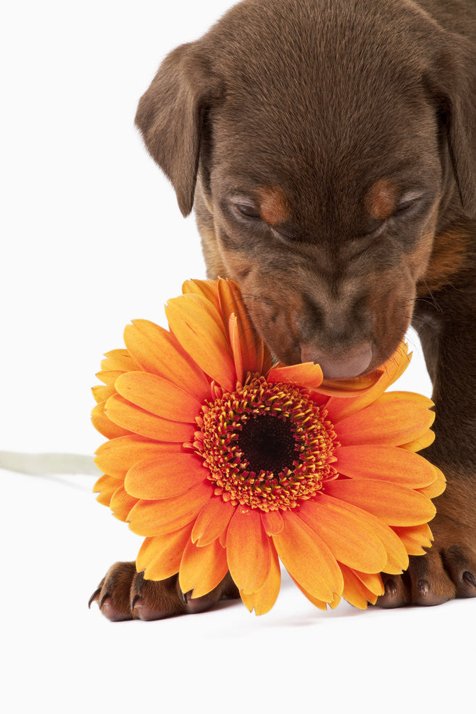 Detail of Doberman Pincher puppy biting gerbera daisy by Anonymous