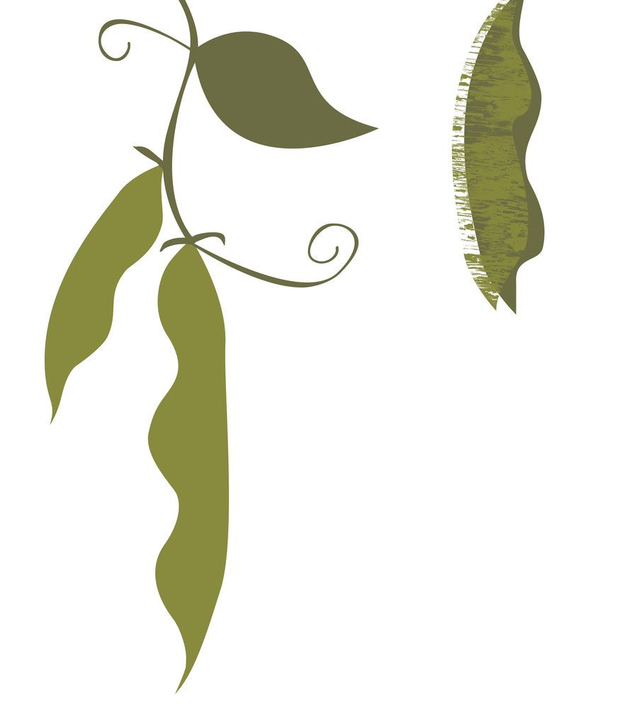 Detail of Leaves by Anonymous