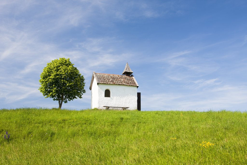 Detail of Lime tree and tiny white chapel in rural meadow by Anonymous