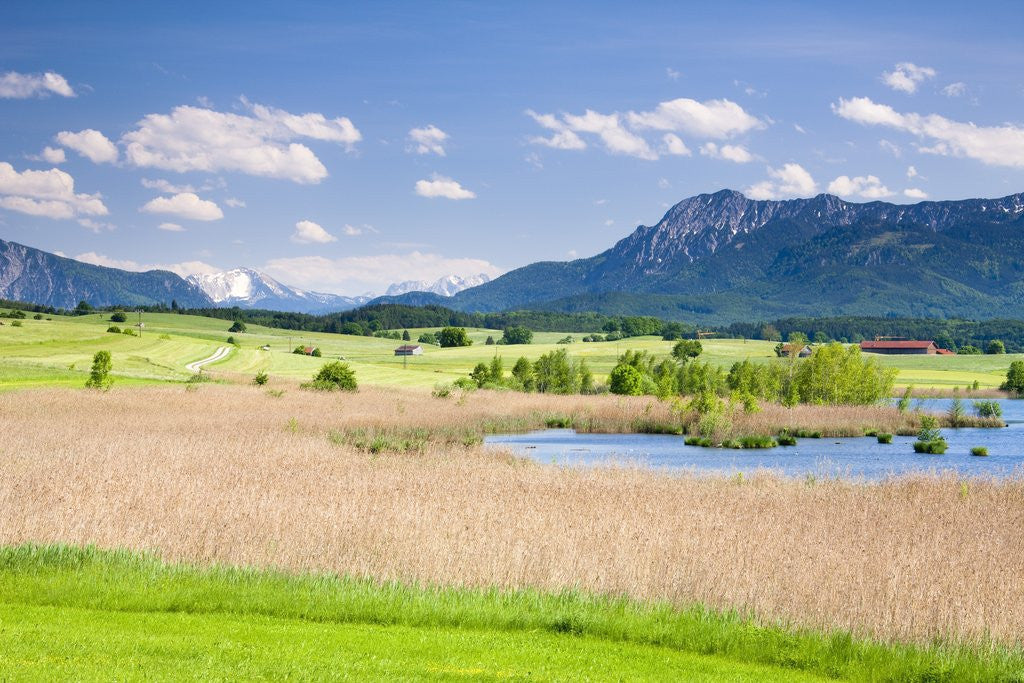 Detail of Marshland around Lake Riegsee below the Bavarian Alps by Anonymous