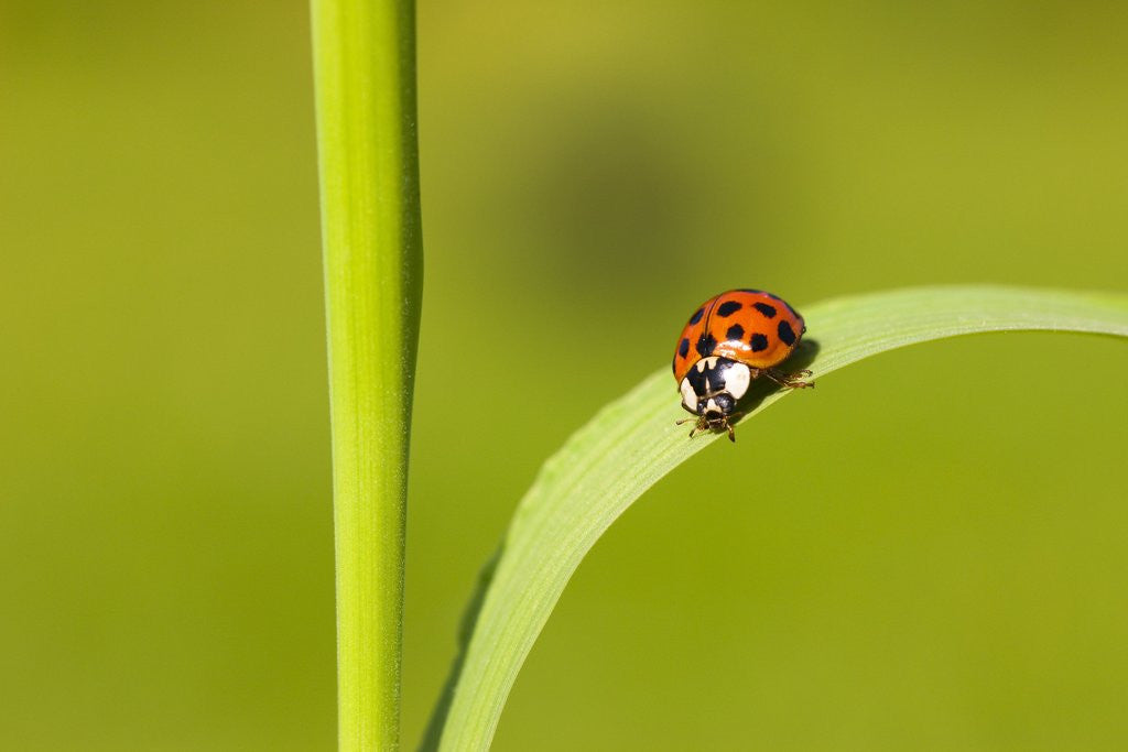 Detail of Asian lady beetle on blade of grass by Anonymous