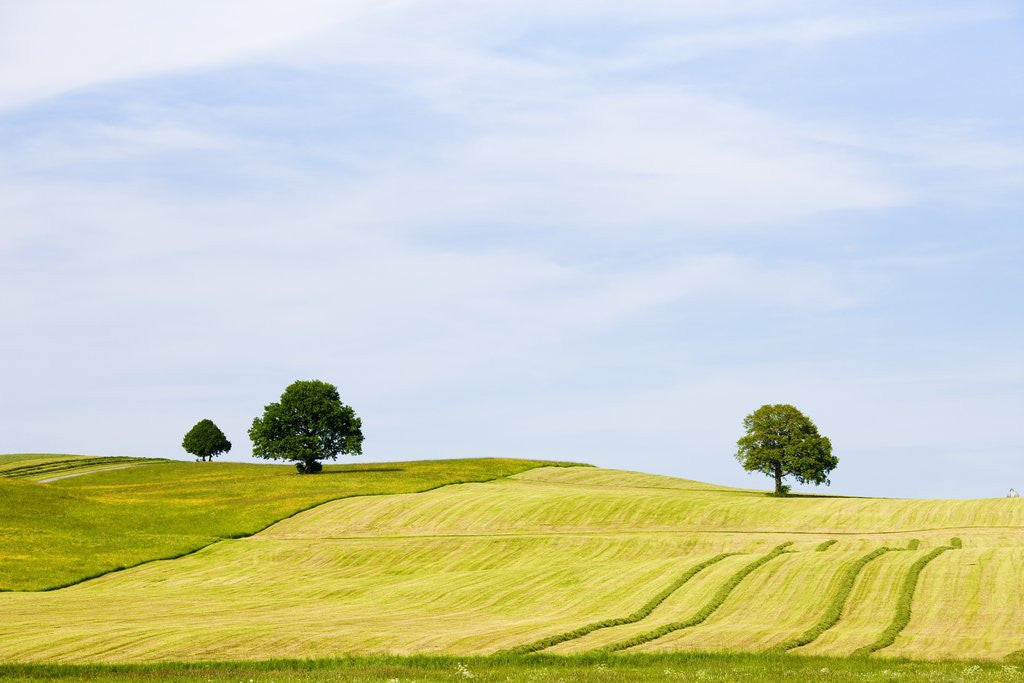 Detail of Oak trees in cut pasture in Bavaria by Anonymous
