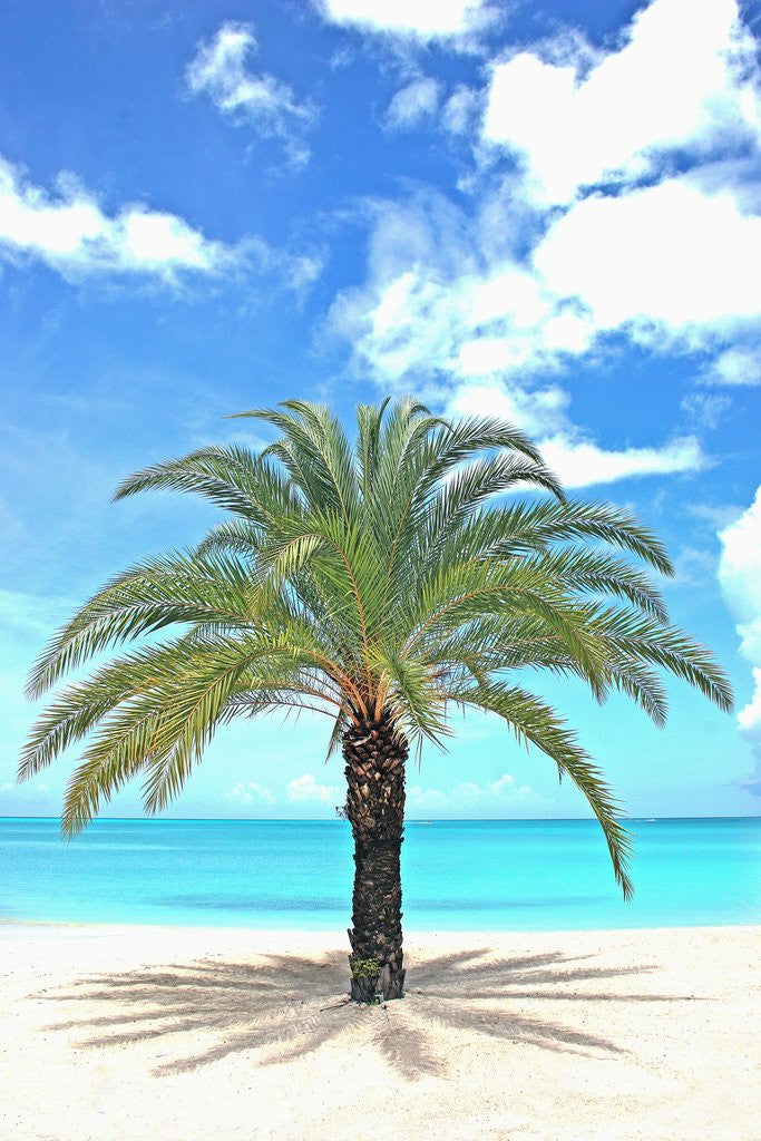 Palm tree on tropical beach by Corbis