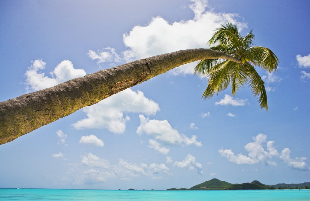 Detail of Idyllic tropical beach by Anonymous