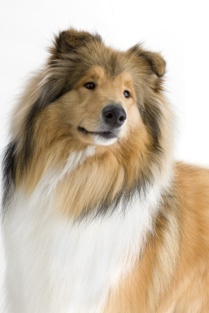Detail of Rough collie show dog by Anonymous
