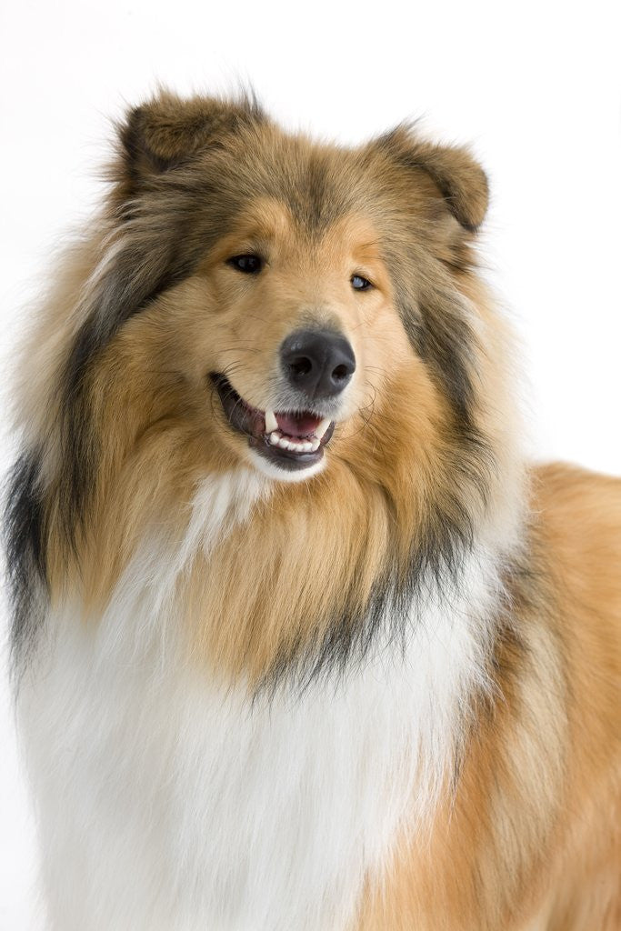 Detail of Rough collie show dog by Corbis