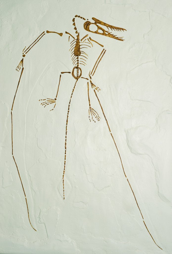 Detail of Fossil Pterosaur Ramphorhynchus gemmingi found in Bavaria by Anonymous