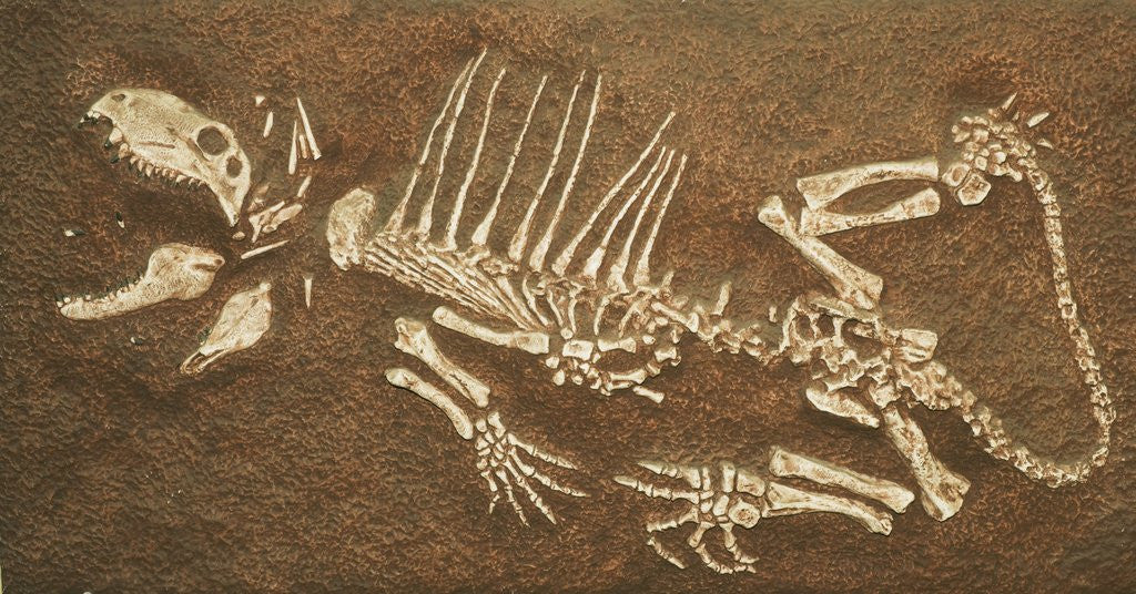 Detail of Pelycosaur fossil found in Texas by Anonymous