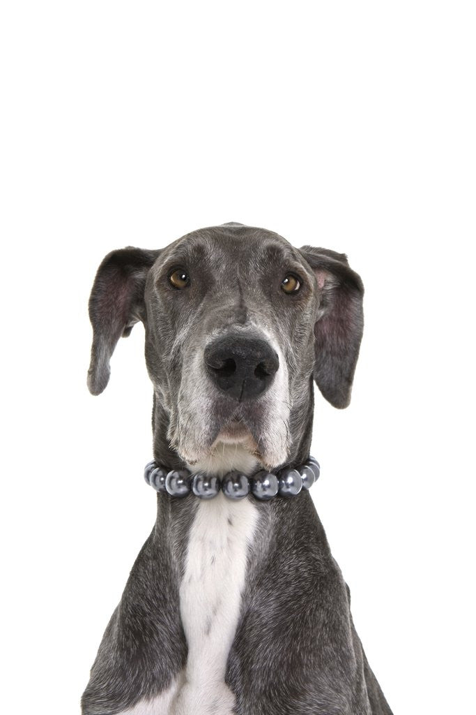 Great Dane Jewelry - Gold and Silver Great Dane Jewelry - TheMagicZoo.com