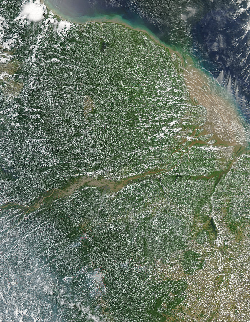 Detail of Amazon Rainforest during the dry season by Anonymous