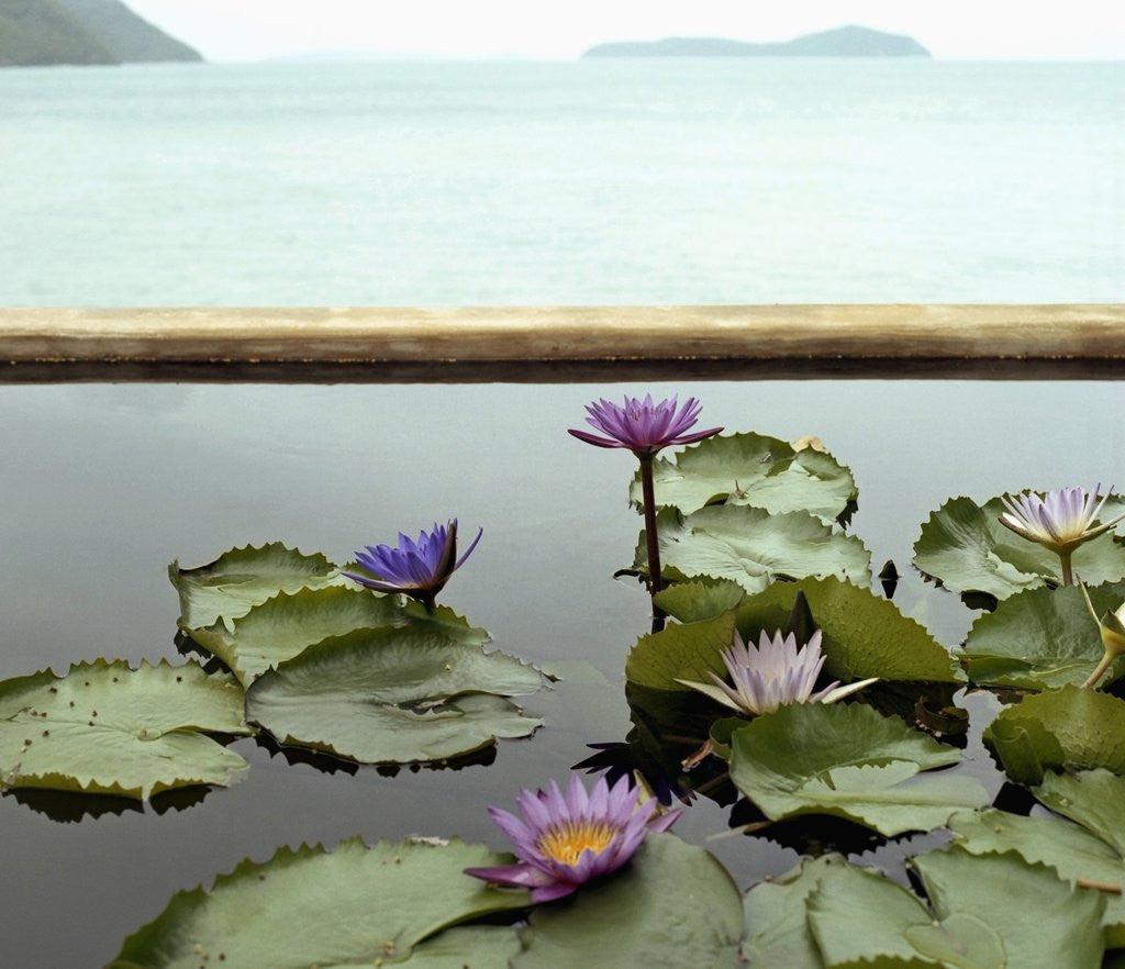Detail of Water lilies in pond by ocean by Corbis