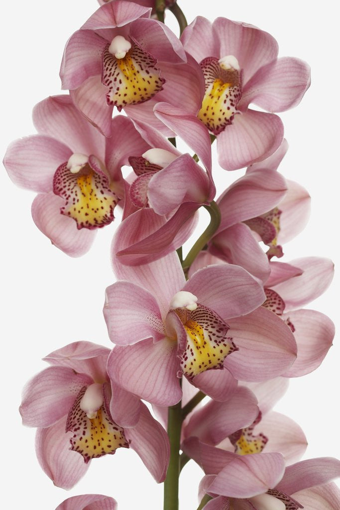 Detail of Pink Cattleya orchids by Corbis