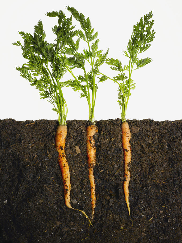 Detail of Carrots in dirt by Anonymous