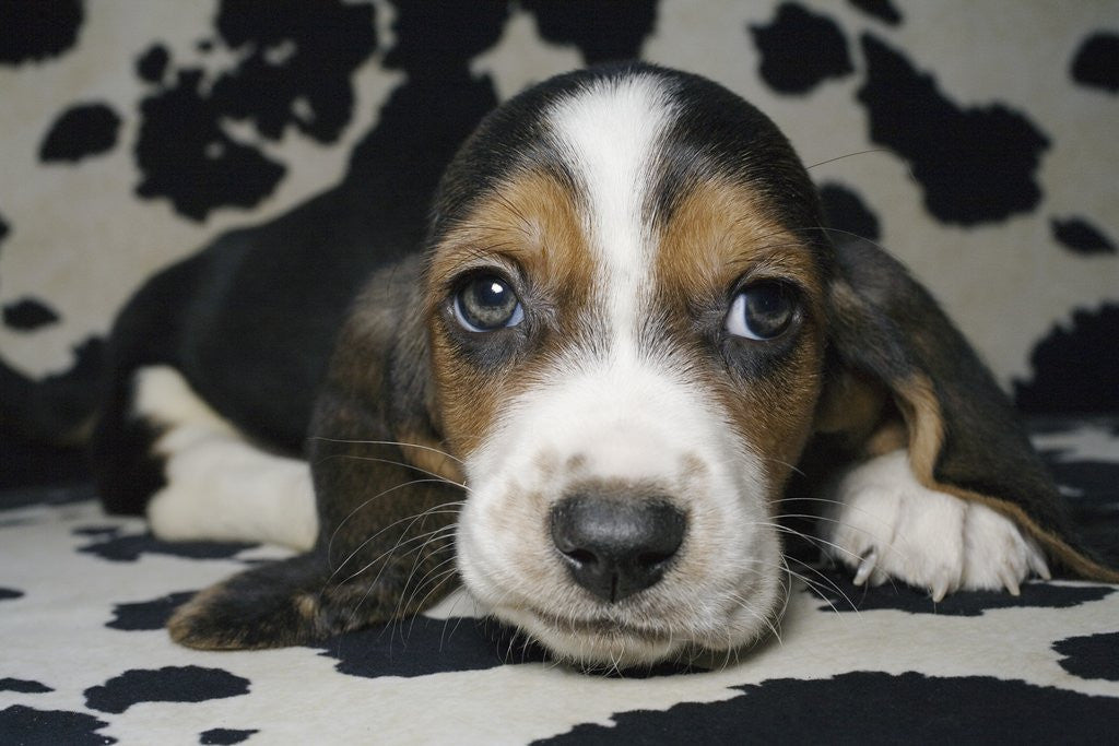 Detail of Basset hound by Anonymous