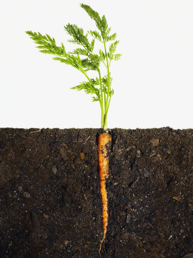 Detail of Carrot in dirt by Corbis