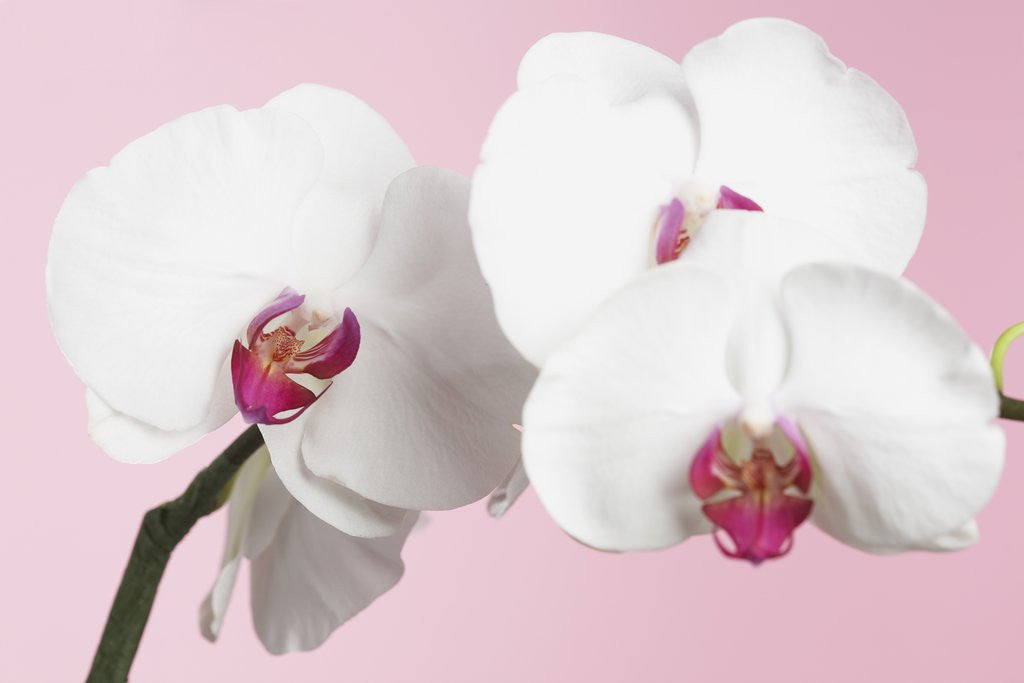 Detail of White Phalaenopsis orchids by Anonymous