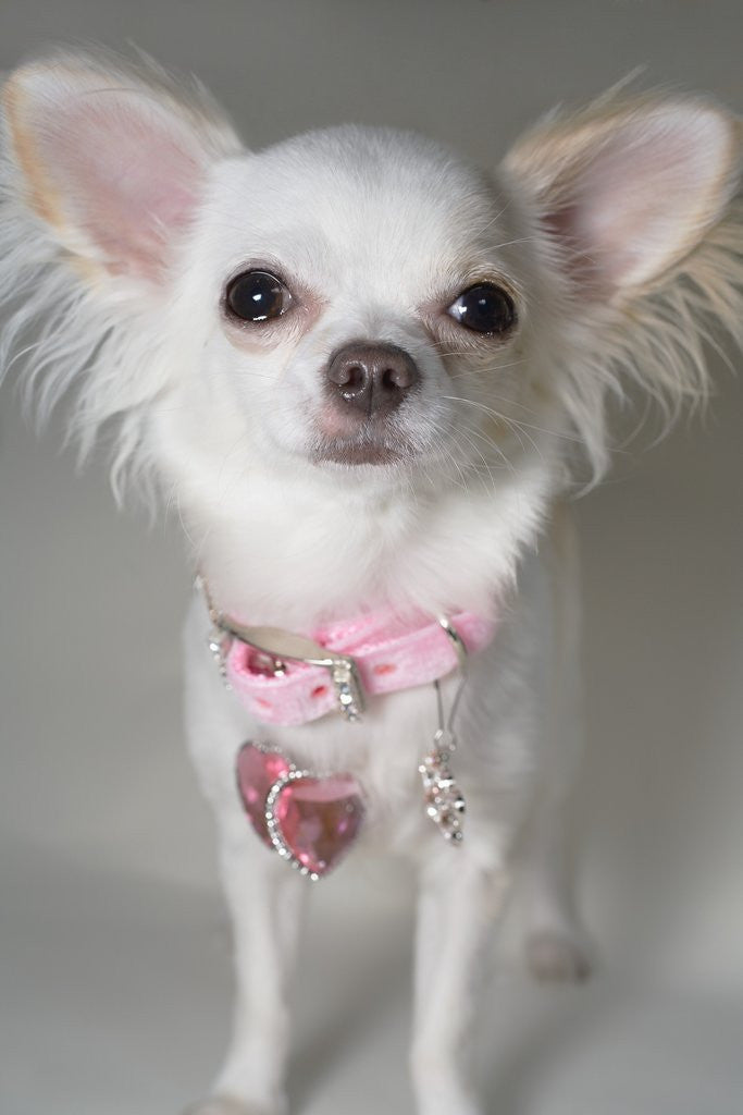 Detail of Chihuahua by Anonymous
