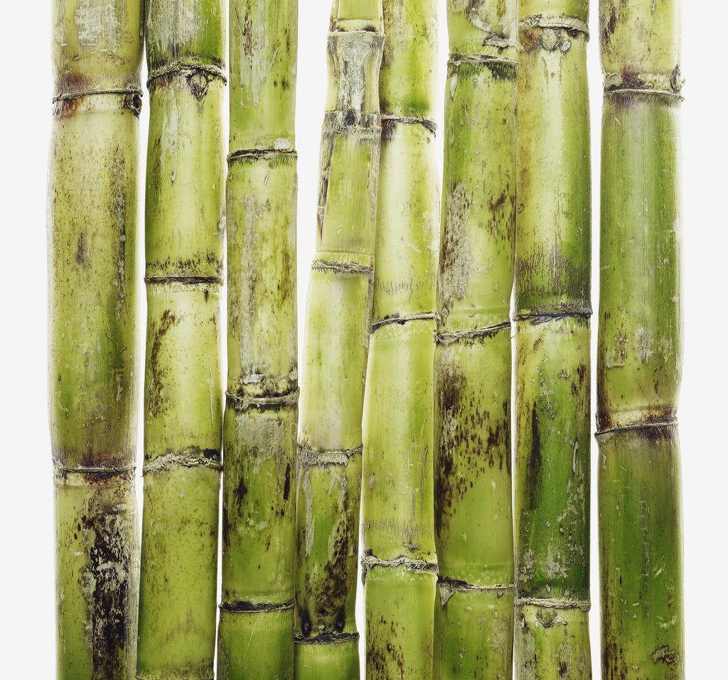 Detail of Bamboo shoots by Anonymous