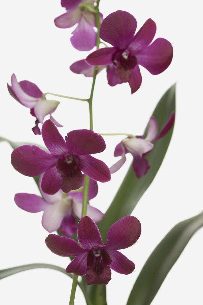 Detail of Purple Phalaenopsis orchids by Anonymous