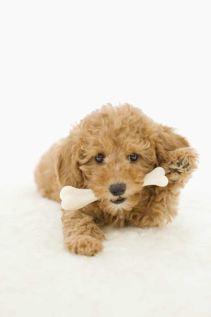 Detail of Dog with bone in mouth by Anonymous