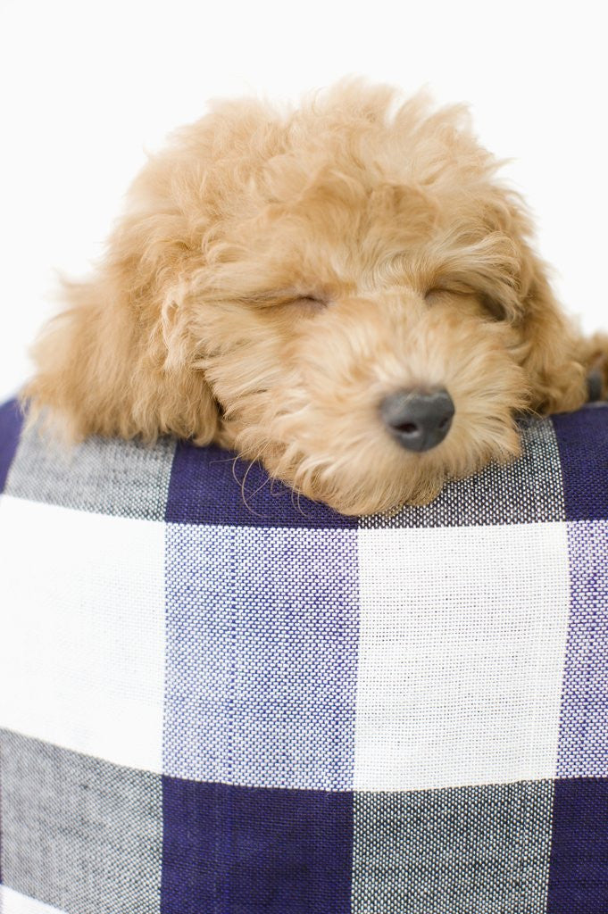 Detail of Dog sleeping by Anonymous