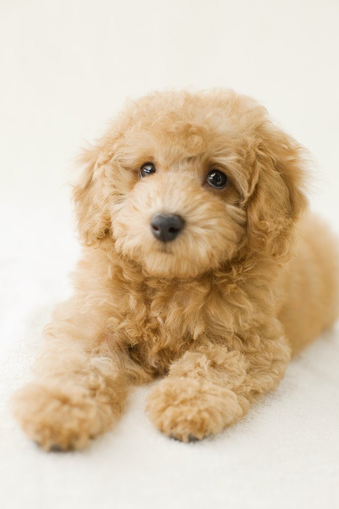 Detail of Dog by Anonymous