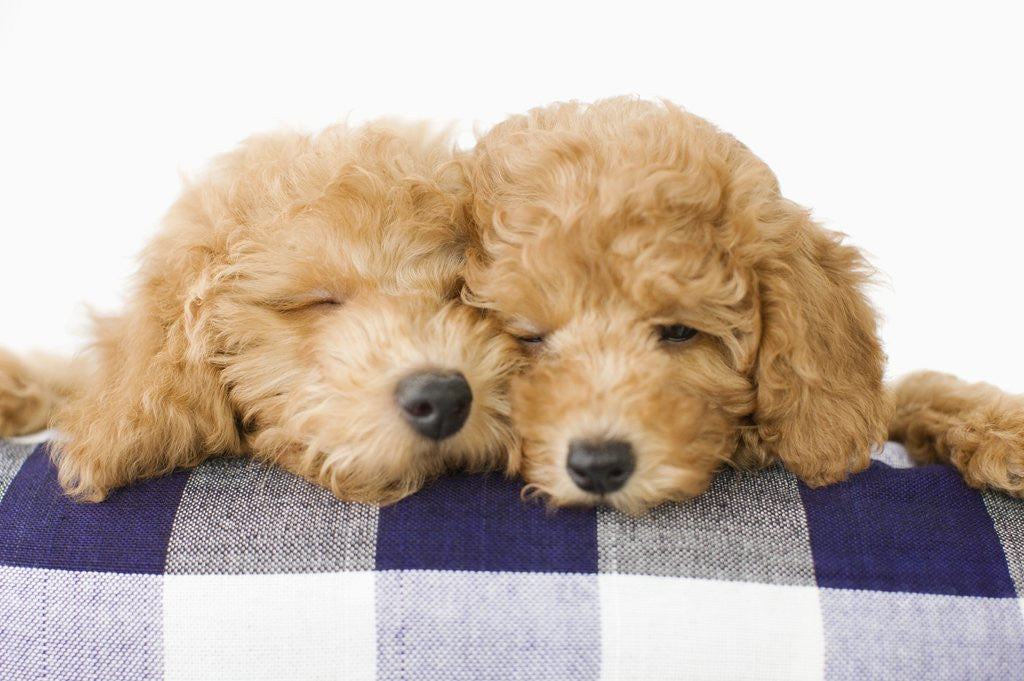 Detail of Dogs by Anonymous