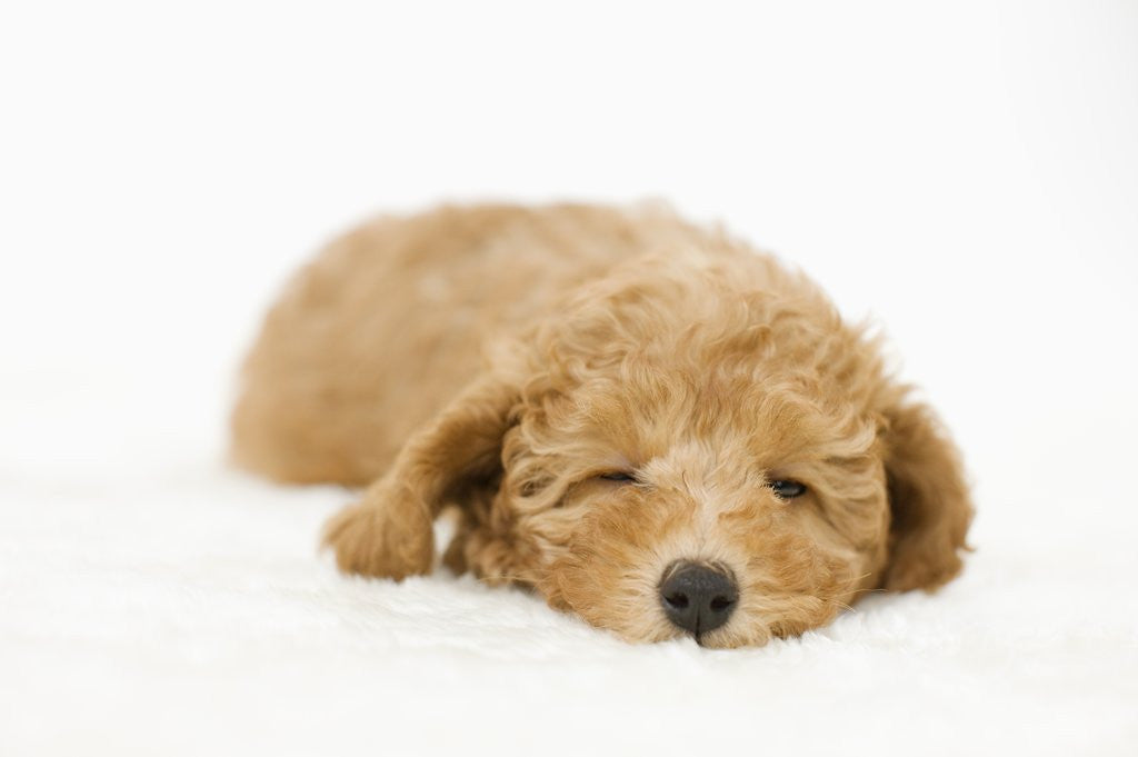 Detail of Dog by Anonymous