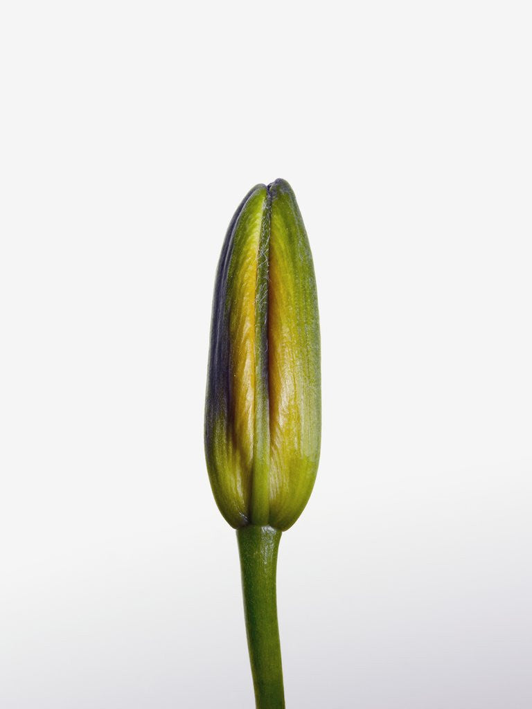 Detail of Lily bud by Anonymous