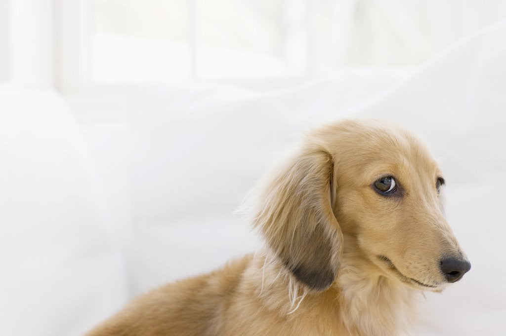 Detail of Dog by Anonymous