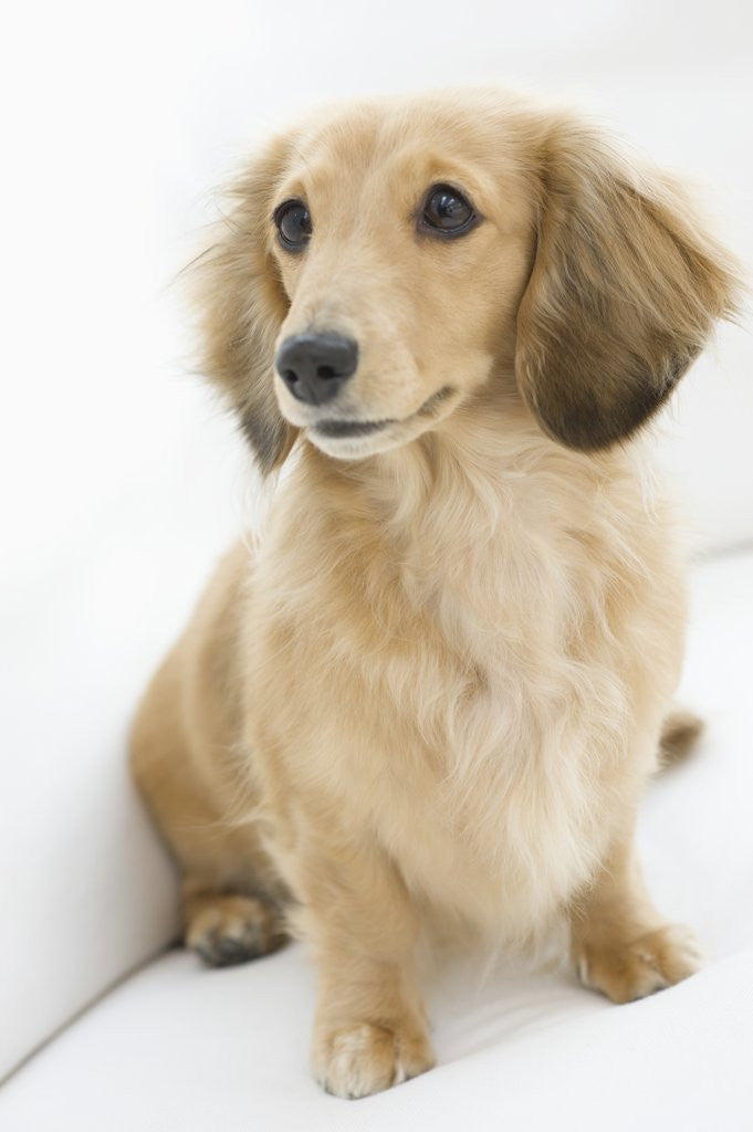 Detail of Dog by Anonymous
