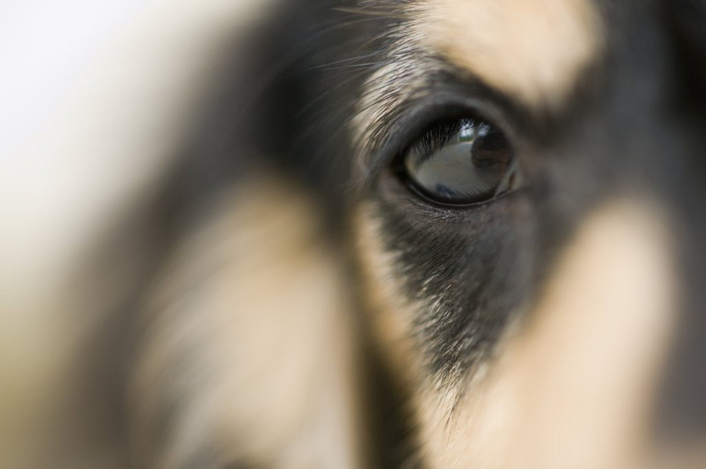 Detail of Dog by Anonymous