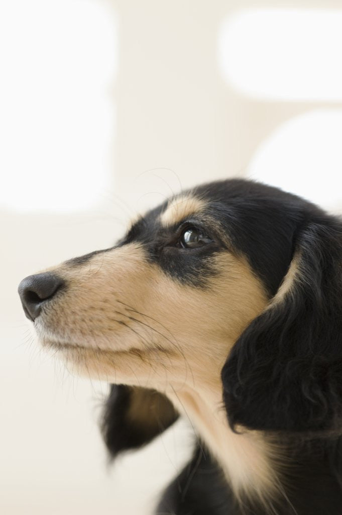 Detail of Dog by Anonymous