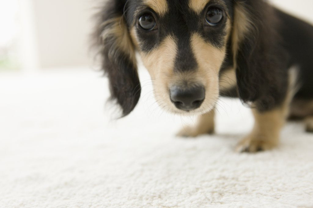 Detail of Dog by Anonymous