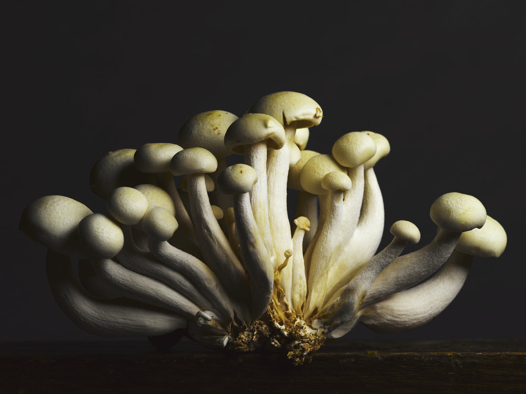 Detail of Mushrooms clustered together by Anonymous