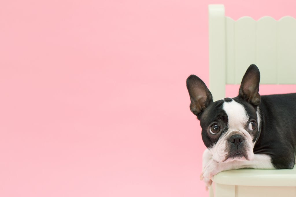 Detail of Dog on chair by Anonymous