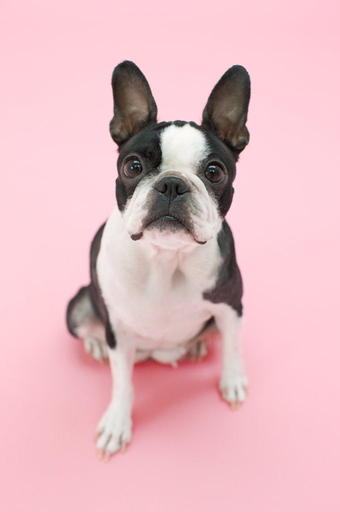 Detail of Dog by Anonymous