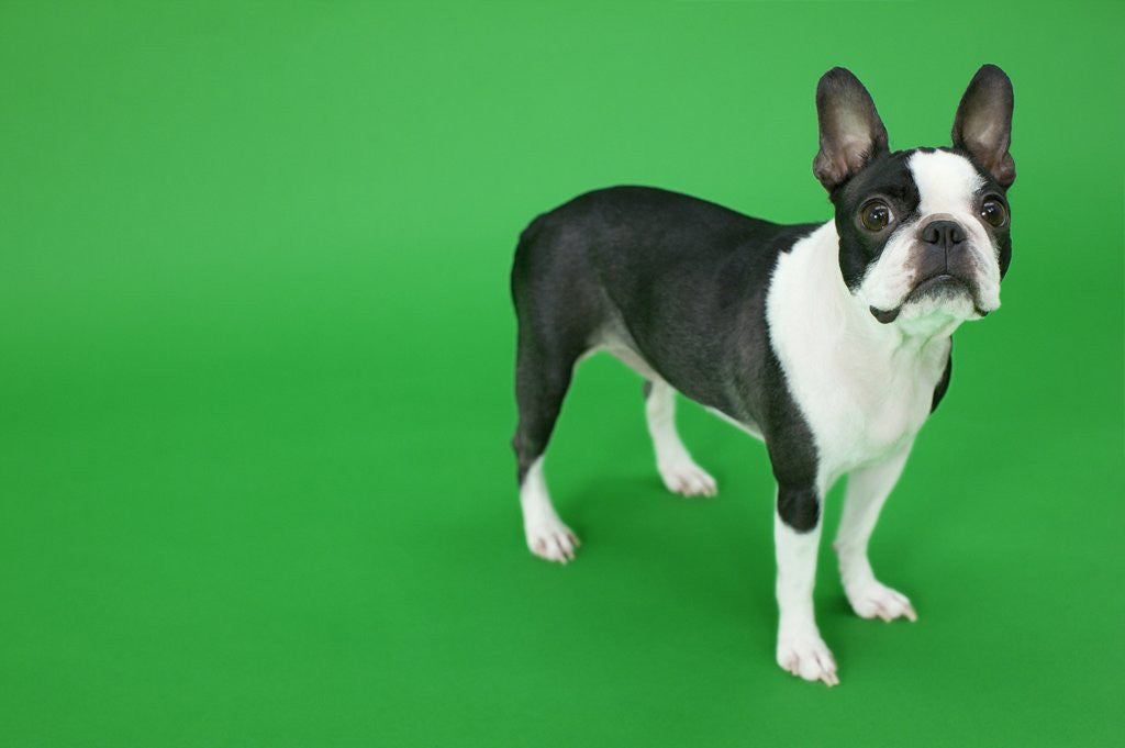 Detail of Dog by Anonymous