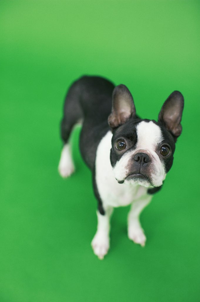 Detail of Dog by Anonymous