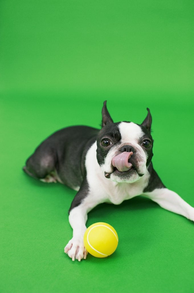 Detail of Dog playing with ball by Anonymous