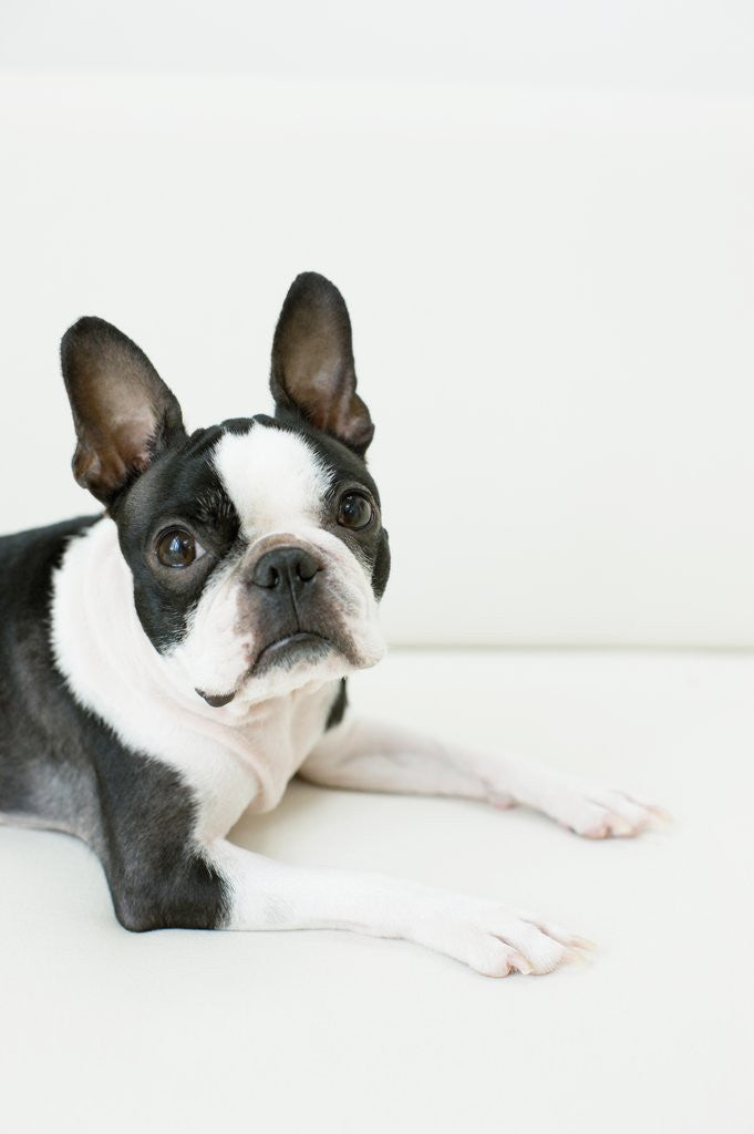 Detail of Dog by Anonymous