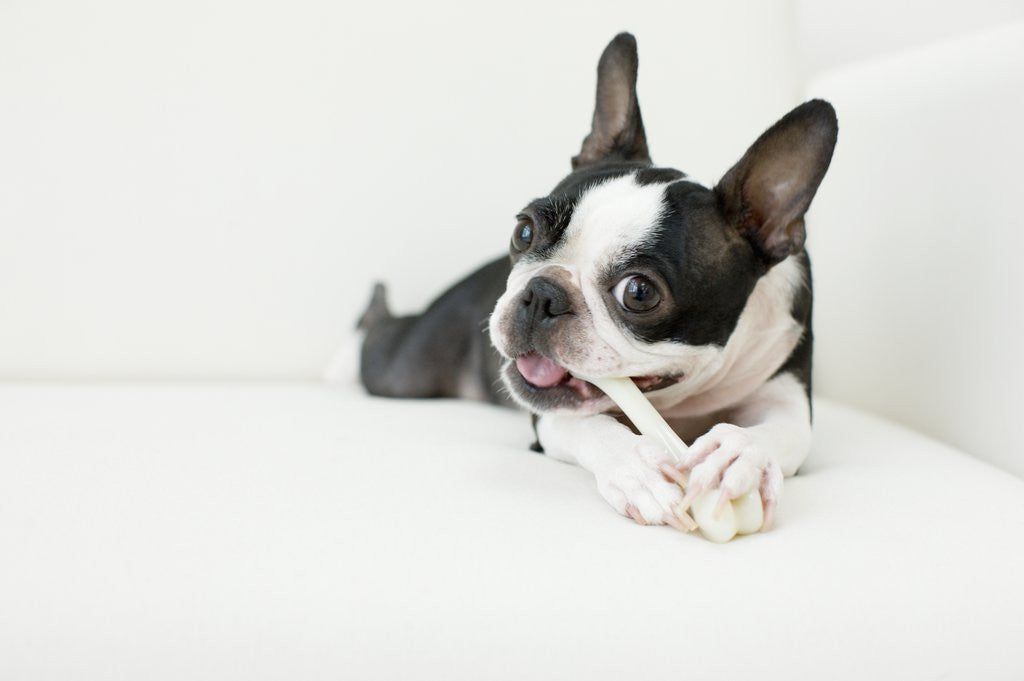 Detail of Dog on couch by Anonymous
