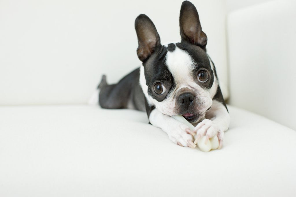 Detail of Dog on couch by Corbis